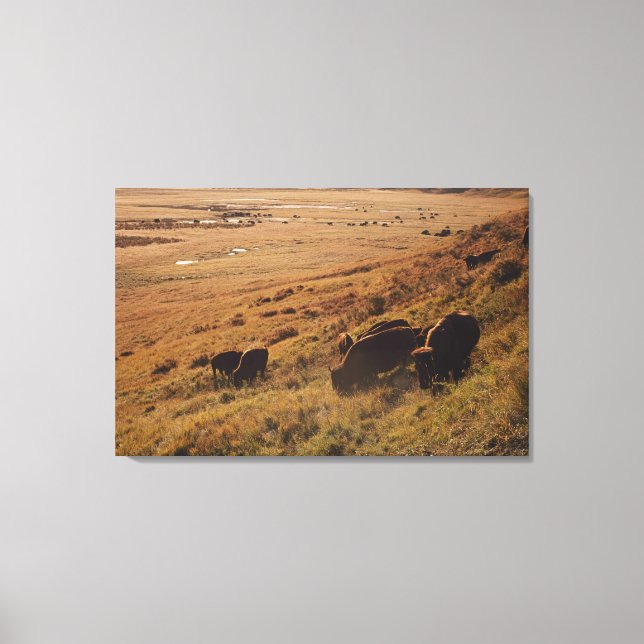 Sunrise On Bison Canvas Print (Front)