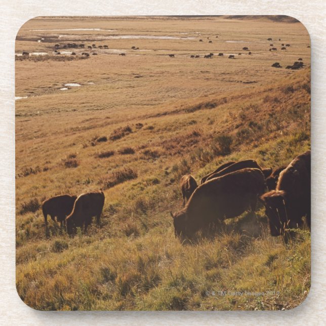 Sunrise On Bison Coaster (Front)