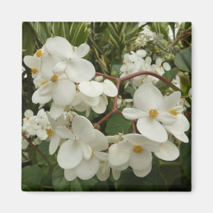 Sunrise on Mexican Sunflower Orange Floral Magnet