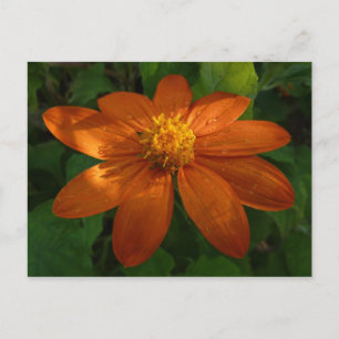 Sunrise on Mexican Sunflower Orange Floral Postcard