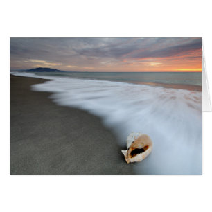 Sunrise On The Beach And A Shell