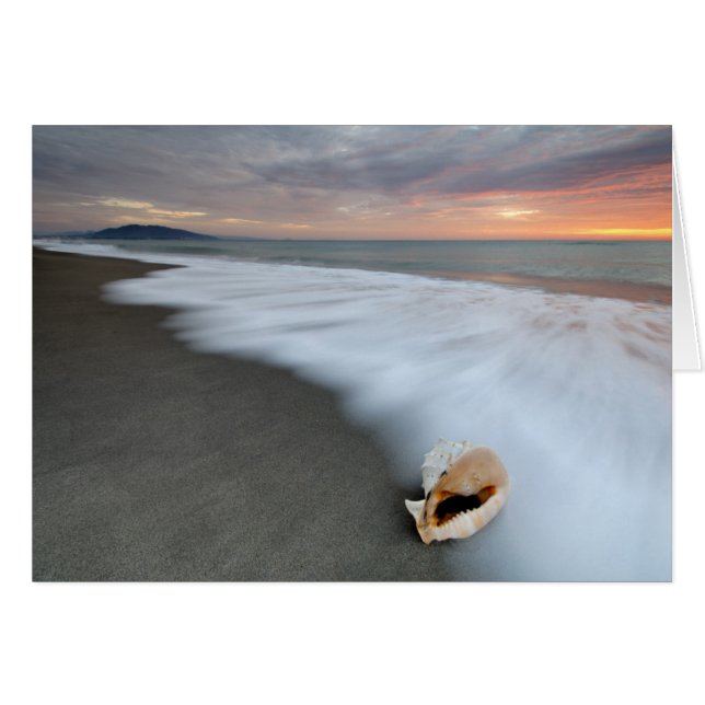 Sunrise On The Beach And A Shell (Front Horizontal)