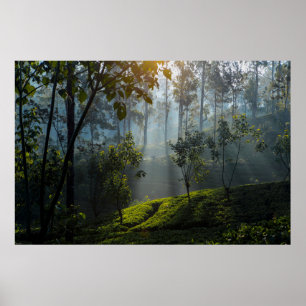 Sunrise Over Maskeliya: Sri Lanka Tea Plantation Poster