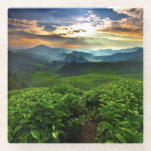 Sunrise over Tea Farm Glass Coaster