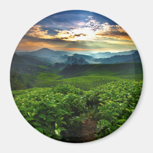 Sunrise over Tea Farm Magnet