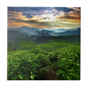 Sunrise over Tea Farm Tile