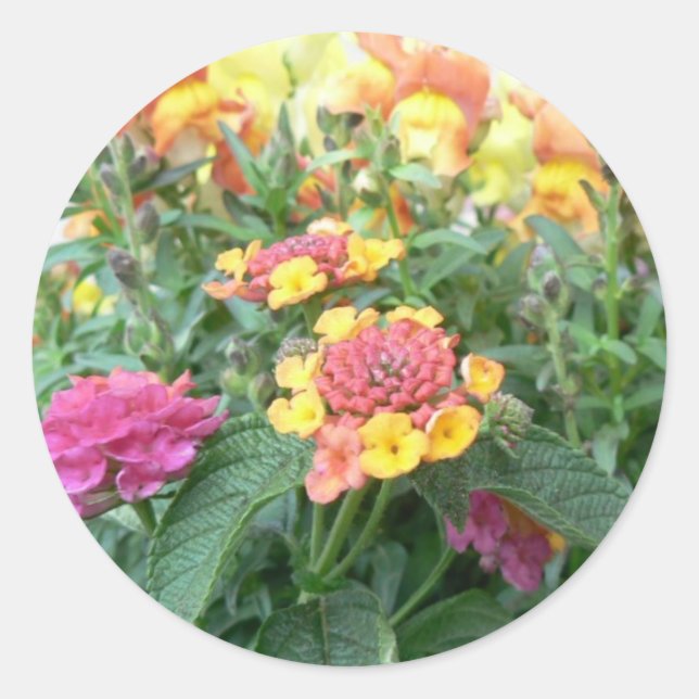 Sunrise Rose Lantana Classic Round Sticker (Front)