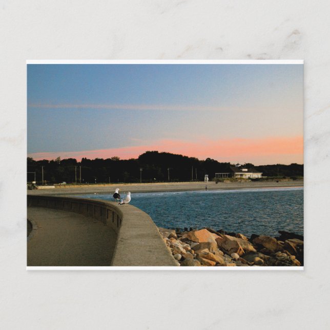 Sunrise Seagulls Postcard (Front)