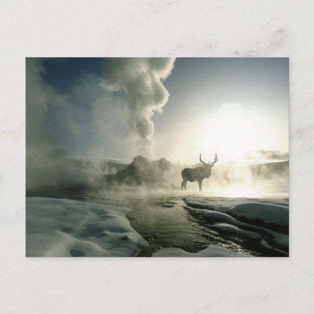 Sunrise Silhouette of Elk at Castle Geyser Postcard (Front)
