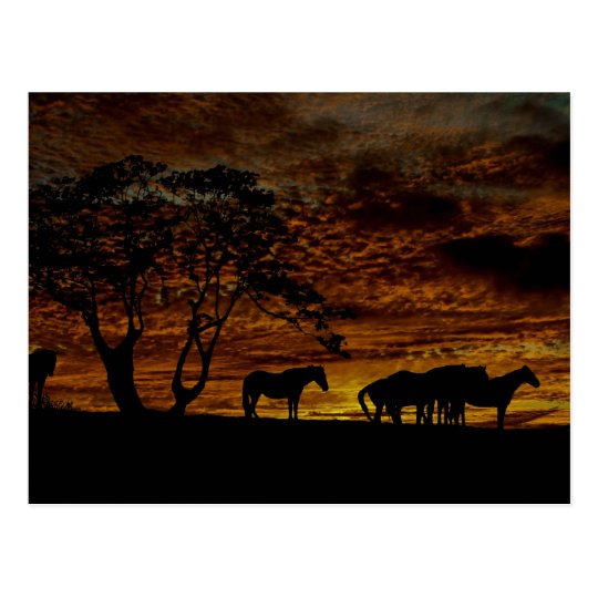 Sunrise Silhouette Postcard