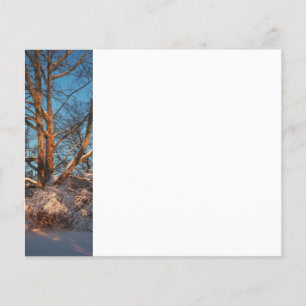 Sunrise, Snow and Sycamore Flyer