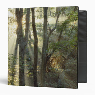 Sunrise through oak and hickory forest, binder
