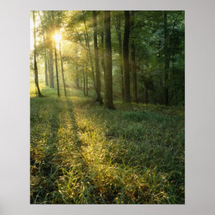 Sunrise through oak and hickory forest, Mammoth Poster