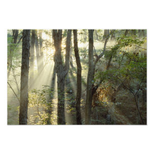 Sunrise through oak and hickory forest, photo print