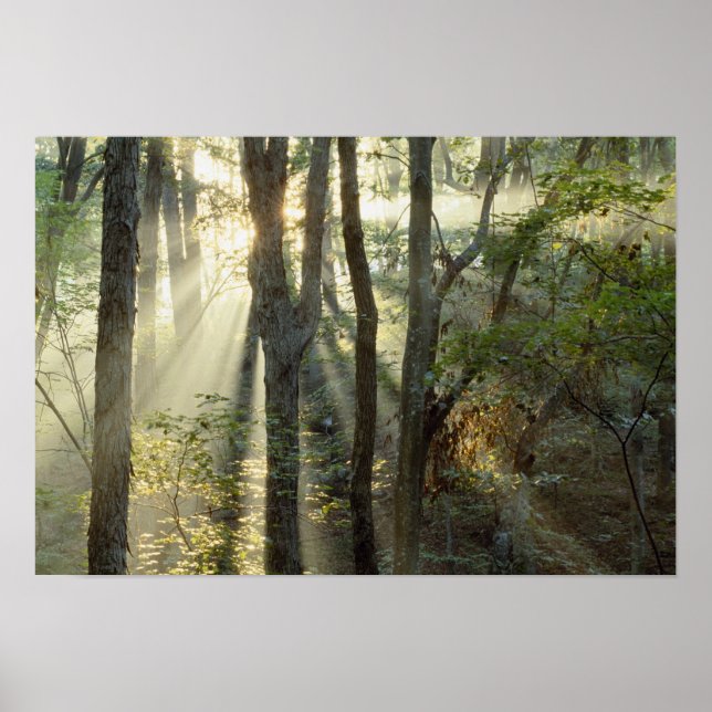 Sunrise through oak and hickory forest, poster (Front)