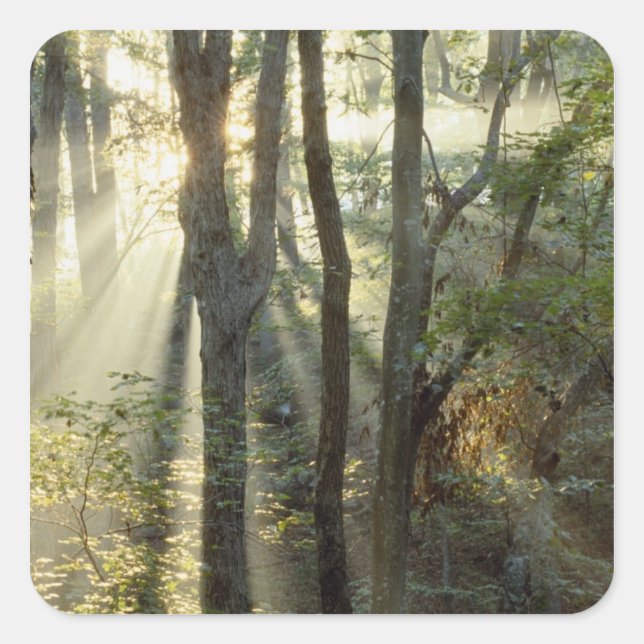 Sunrise through oak and hickory forest, square sticker (Front)