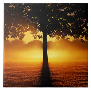 Sunrise, tree silhouette, tile