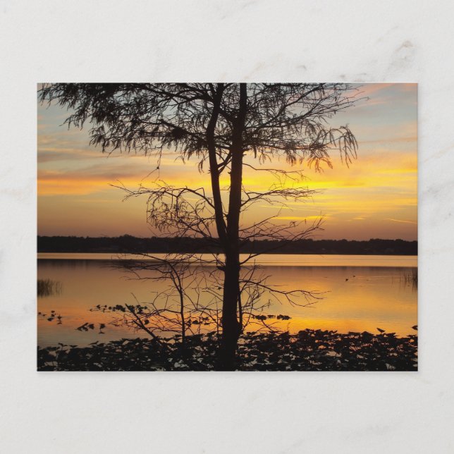 Sunset 138 Florida Post Card (Front)