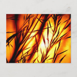 Sunset afterglow postcard