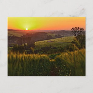Sunset Agriculture Wheat Postcard