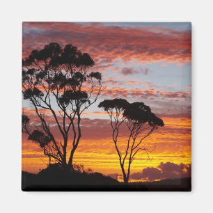 Sunset and Gum Tree, Binalong Bay, Bay of Fires, Magnet