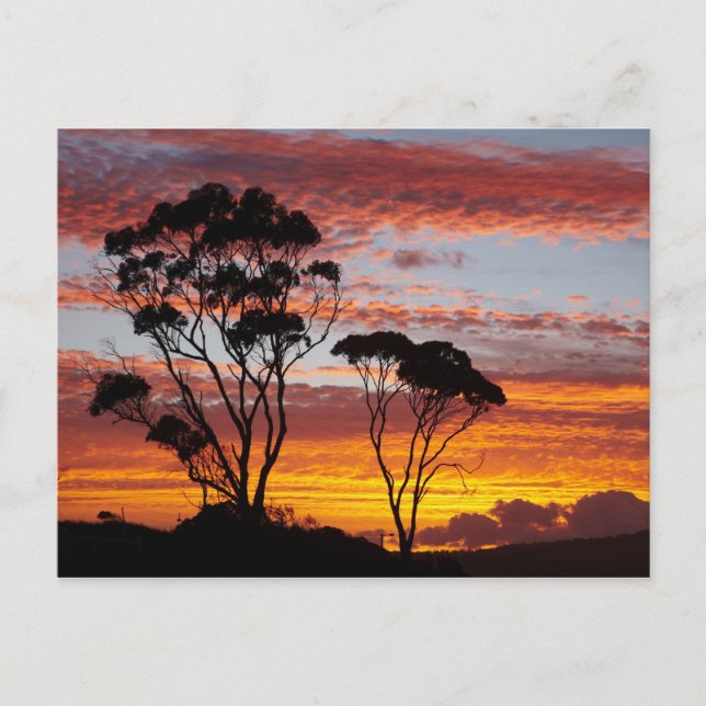 Sunset and Gum Tree, Binalong Bay, Bay of Fires, Postcard (Front)