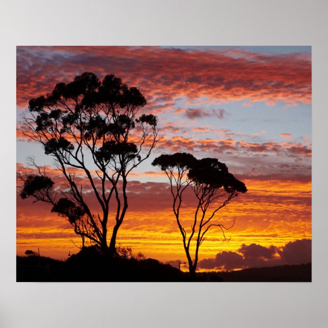 Sunset and Gum Tree, Binalong Bay, Bay of Fires, Poster (Front)