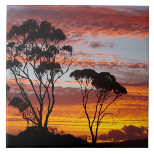 Sunset and Gum Tree, Binalong Bay, Bay of Fires, Tile