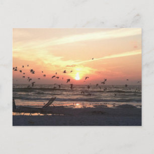 Sunset and Seagulls on the Beach Picture Postcard