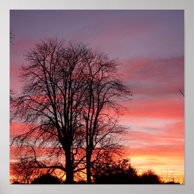 Sunset and Tree Silhouette Poster (Front)