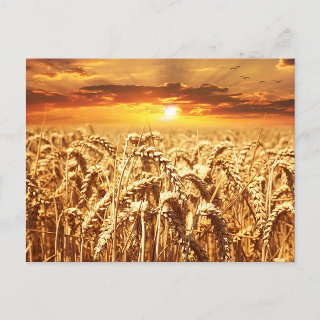 Sunset and Wheat Field Postcard (Front)