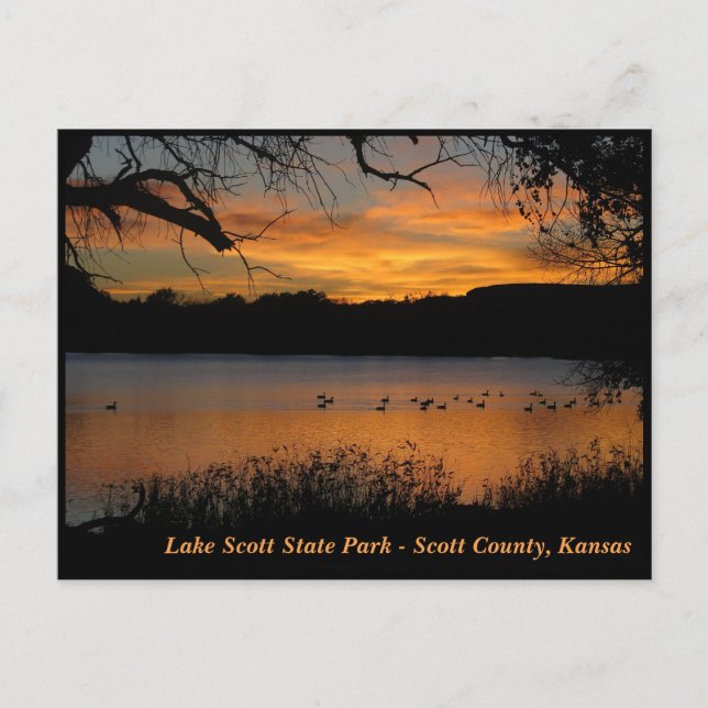 Sunset at Lake Scott State Park - Geese on Lake Postcard (Front)