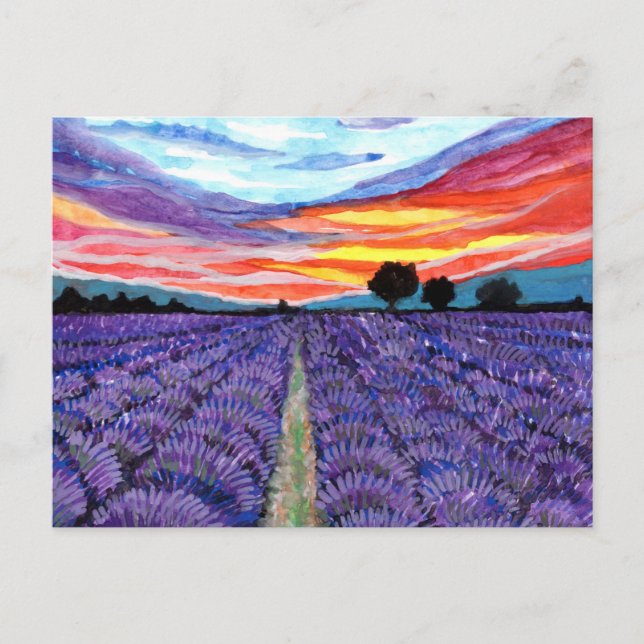 Sunset at Lavender Field Postcard (Front)