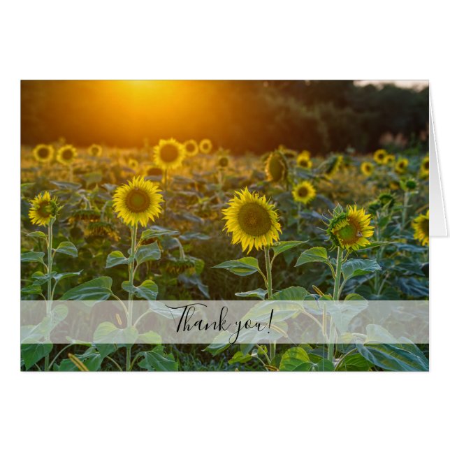 Sunset At Sunflower Field Thank You Card (Front Horizontal)