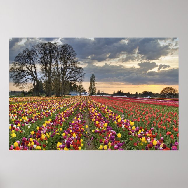 Sunset at Tulip Farm in Oregon Poster (Front)