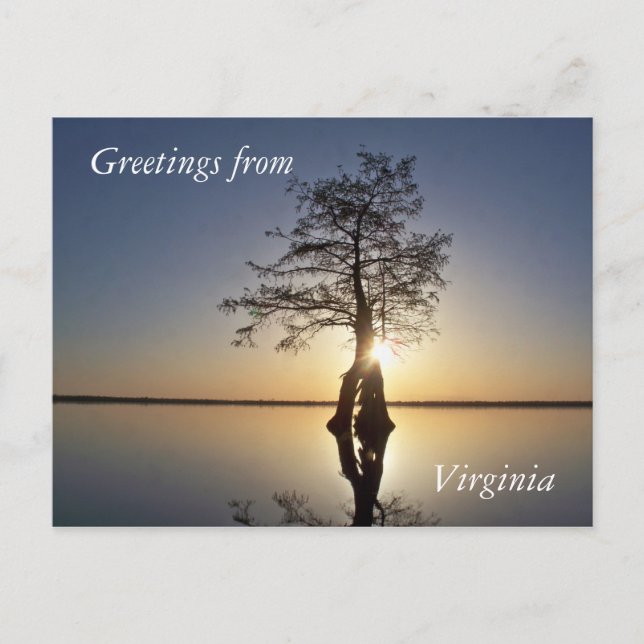 Sunset Behind a Tree Postcard (Front)