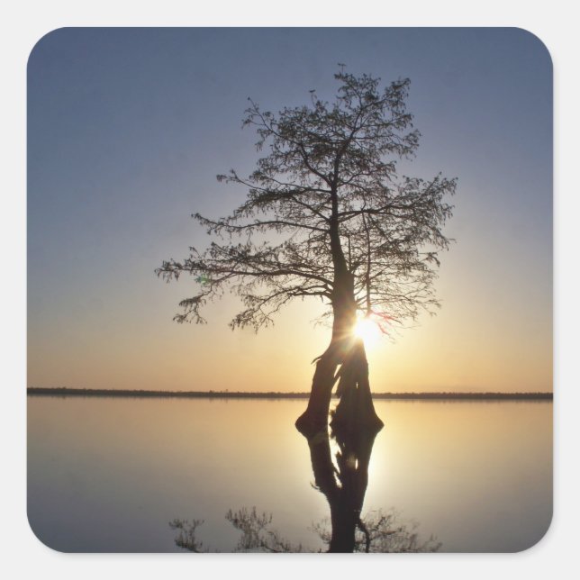 Sunset Behind a Tree Square Sticker (Front)