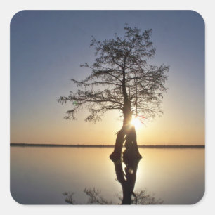 Sunset Behind a Tree Square Sticker