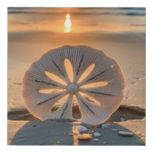 Sunset Behind the Sand Dollar