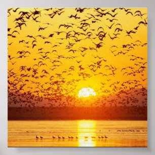 sunset birds poster