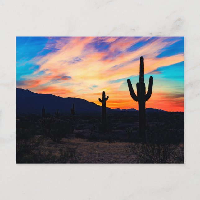Sunset Cactus Desert Dusk Postcard (Front)
