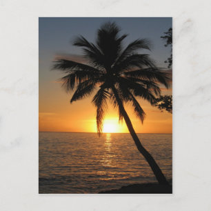 Sunset coconut palm tree Fiji peace and joy Postcard