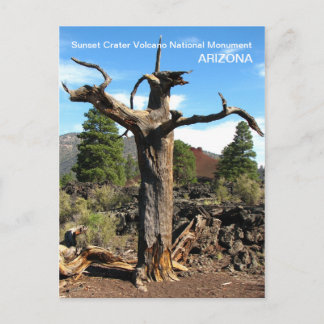 Sunset Crater Volcano Postcard! Postcard