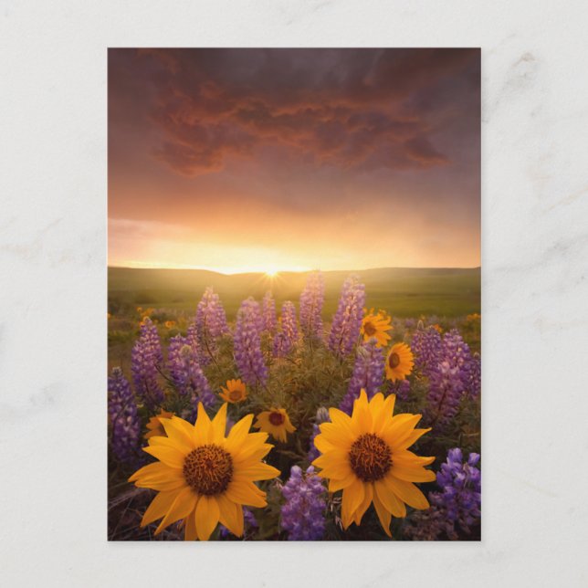 Sunset Daisies Postcard (Front)
