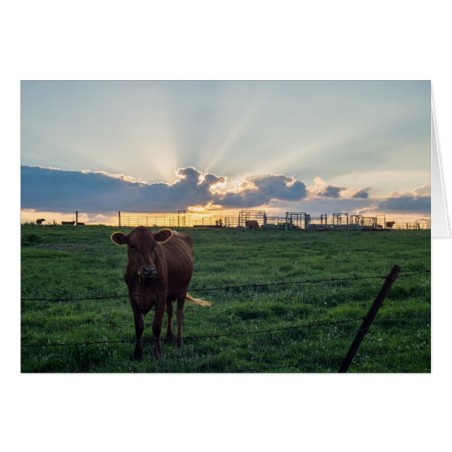 Sunset de la ferme de bovins (Devant Horizontal)