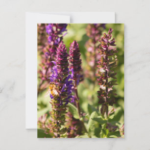 Sunset Flowers Bee Postcard