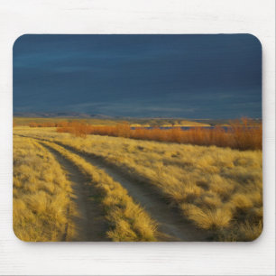Sunset highlights the red bark of bushes mouse pad