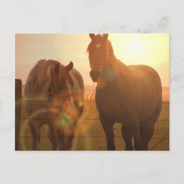 Sunset Horses  Postcard (Front)