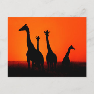 Sunset in Africa Postcard