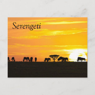 Sunset in Serengeti Postcard